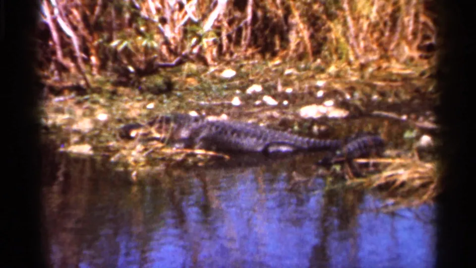 1966 Florida frame showing an alligator resting beside a wetland pool, with reeds, brush, and water reflections around it.