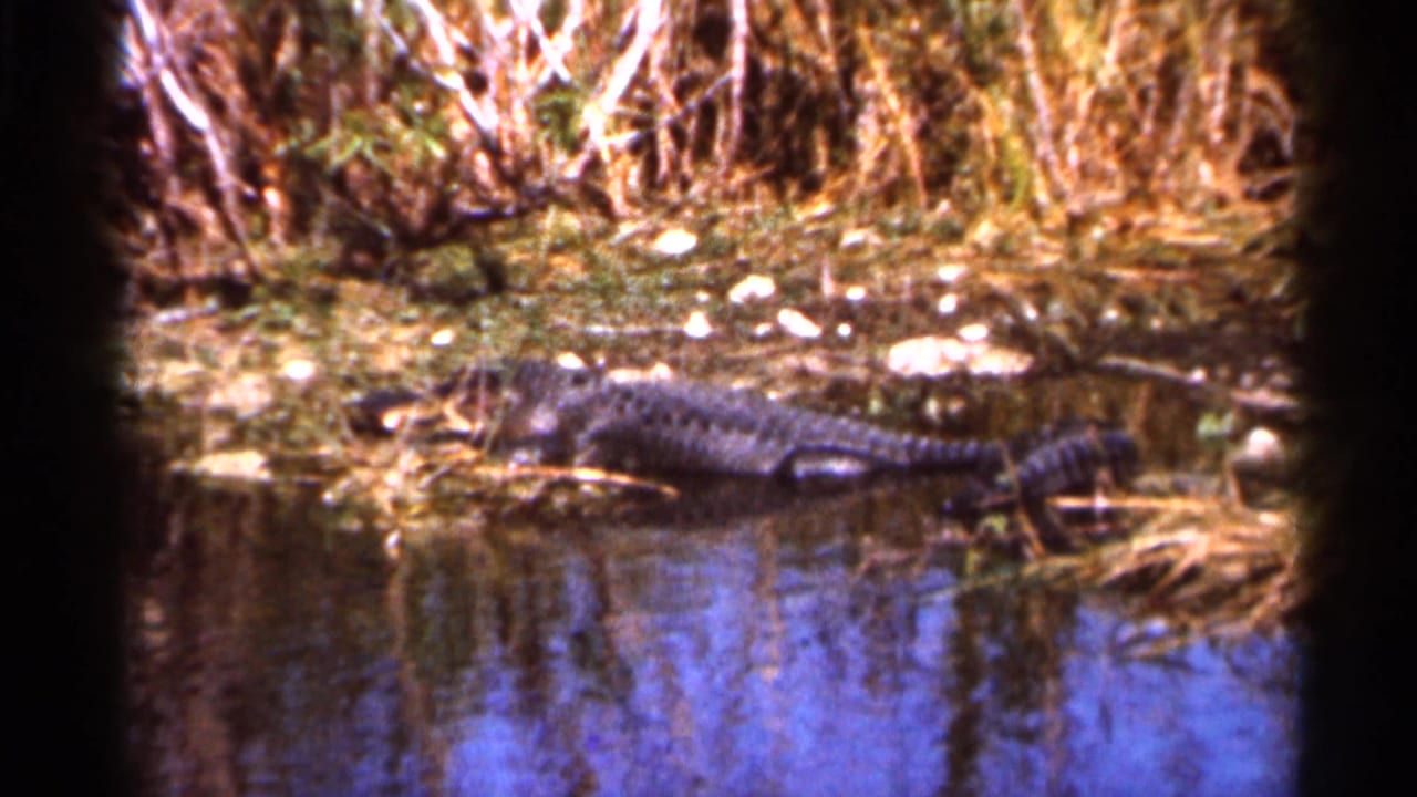 Alligator resting at the edge of swamp water beside reeds and brush.