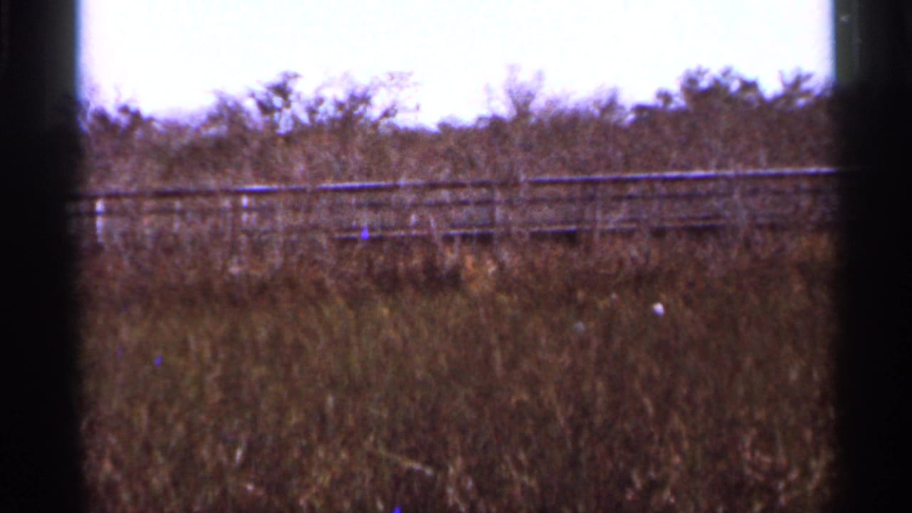 1966 Florida frame looking across brown marsh grass toward a low fence line and scrub vegetation under bright daylight.
