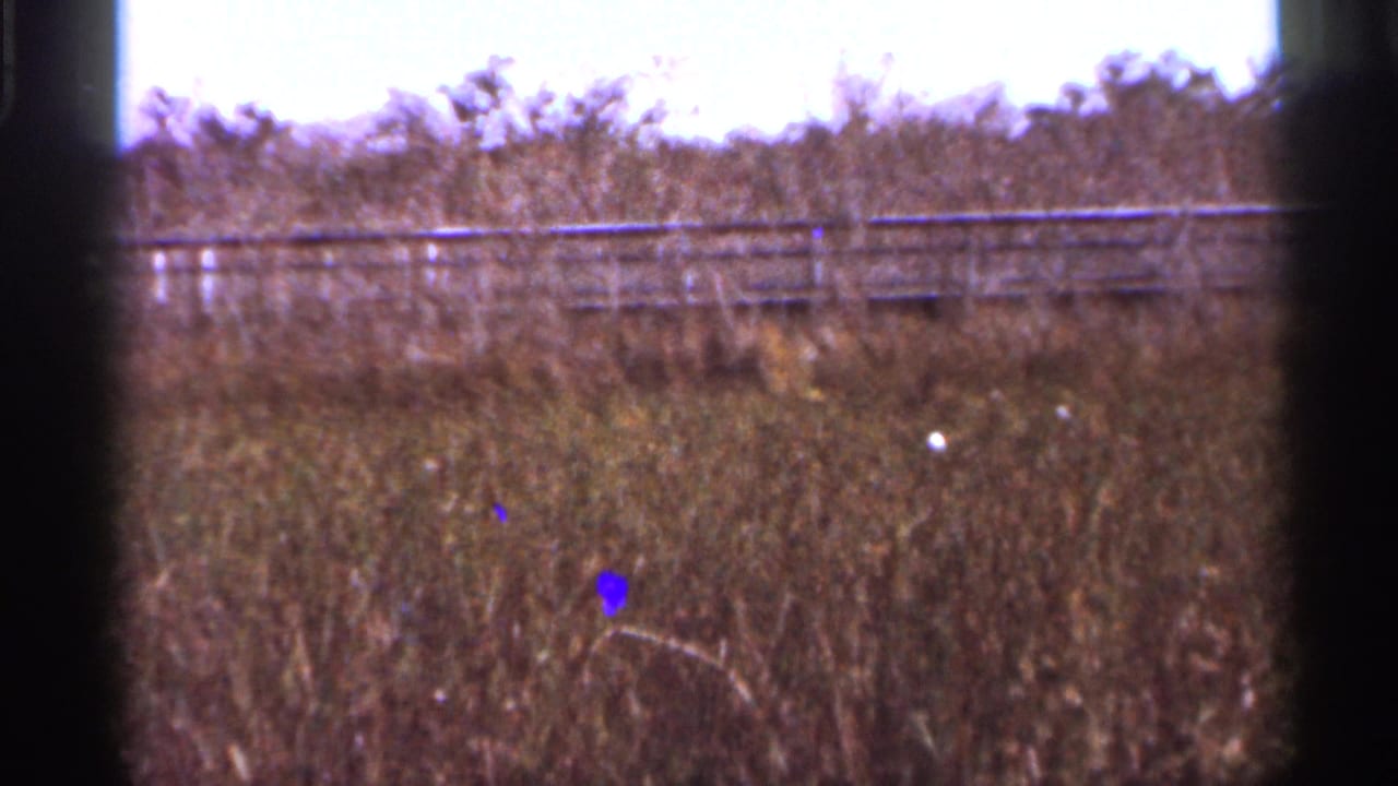 Handheld 1966 Florida home-movie view of marsh grass, a distant fence, low brush, and visible film specks.