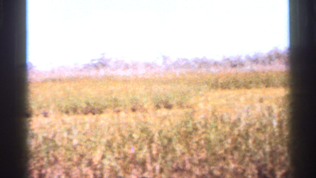 1966 Florida home-movie frame showing a sunlit grassy field or marsh edge with distant scrub and pale overexposed sky.