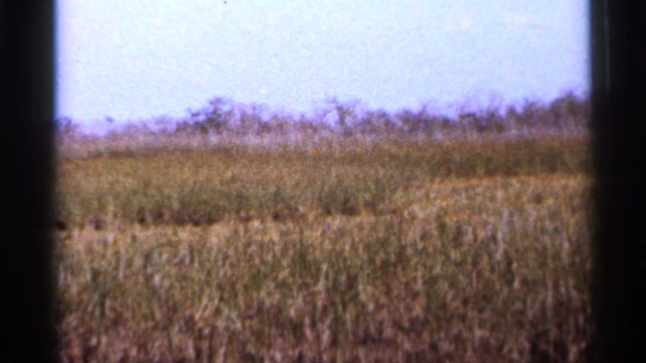 Tall marsh grass seen through dark window-frame edges under a pale sky.