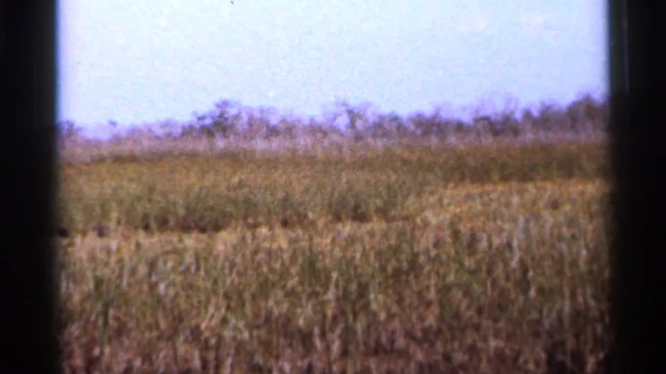 1966 Florida wetland view with tall grasses and distant scrub, framed by dark vertical window edges on 8mm film.