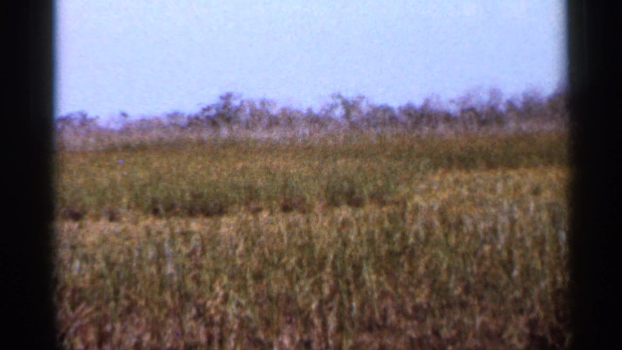 Wide 1966 Florida marsh scene with reeds, distant brush, pale sky, and heavy dark framing from the filming position.