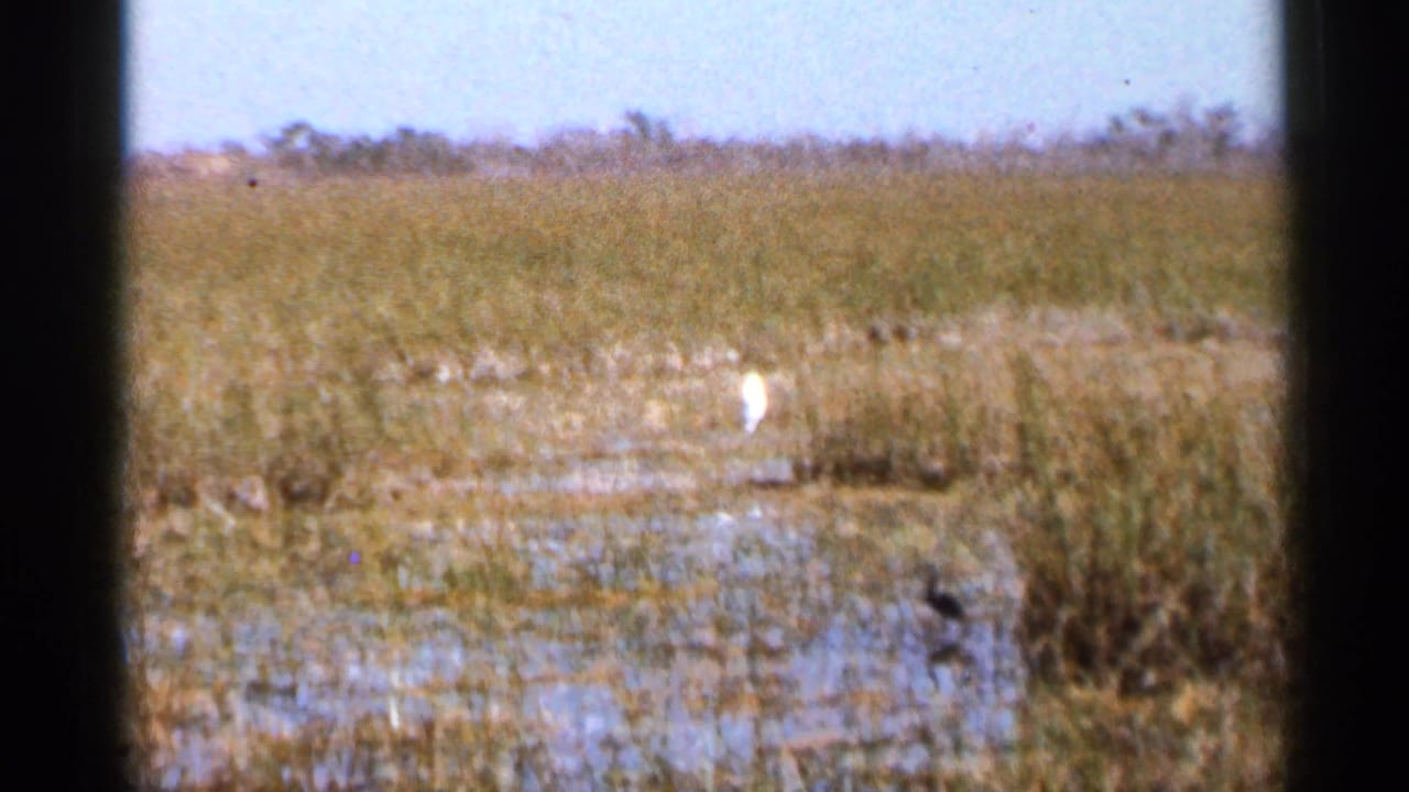 1966 Florida wetland frame showing shallow water, dense reeds, and a small white wading bird standing in the marsh.