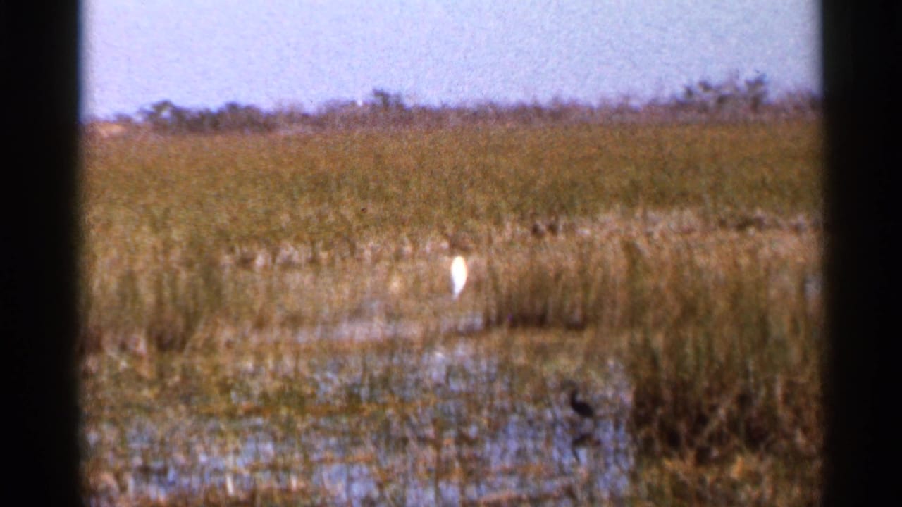A white bird stands in the 1966 Florida marsh, with shallow water, tall grass, distant scrub, and dark window-frame edges visible.