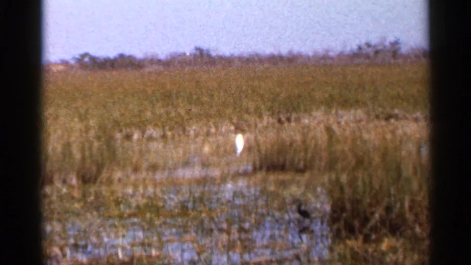 A white bird stands in the 1966 Florida marsh, with shallow water, tall grass, distant scrub, and dark window-frame edges visible.