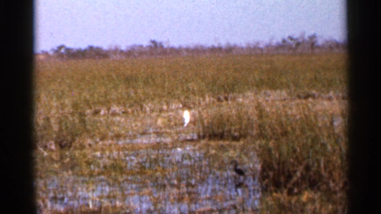 White wading bird standing in a shallow marsh with grasses and water.