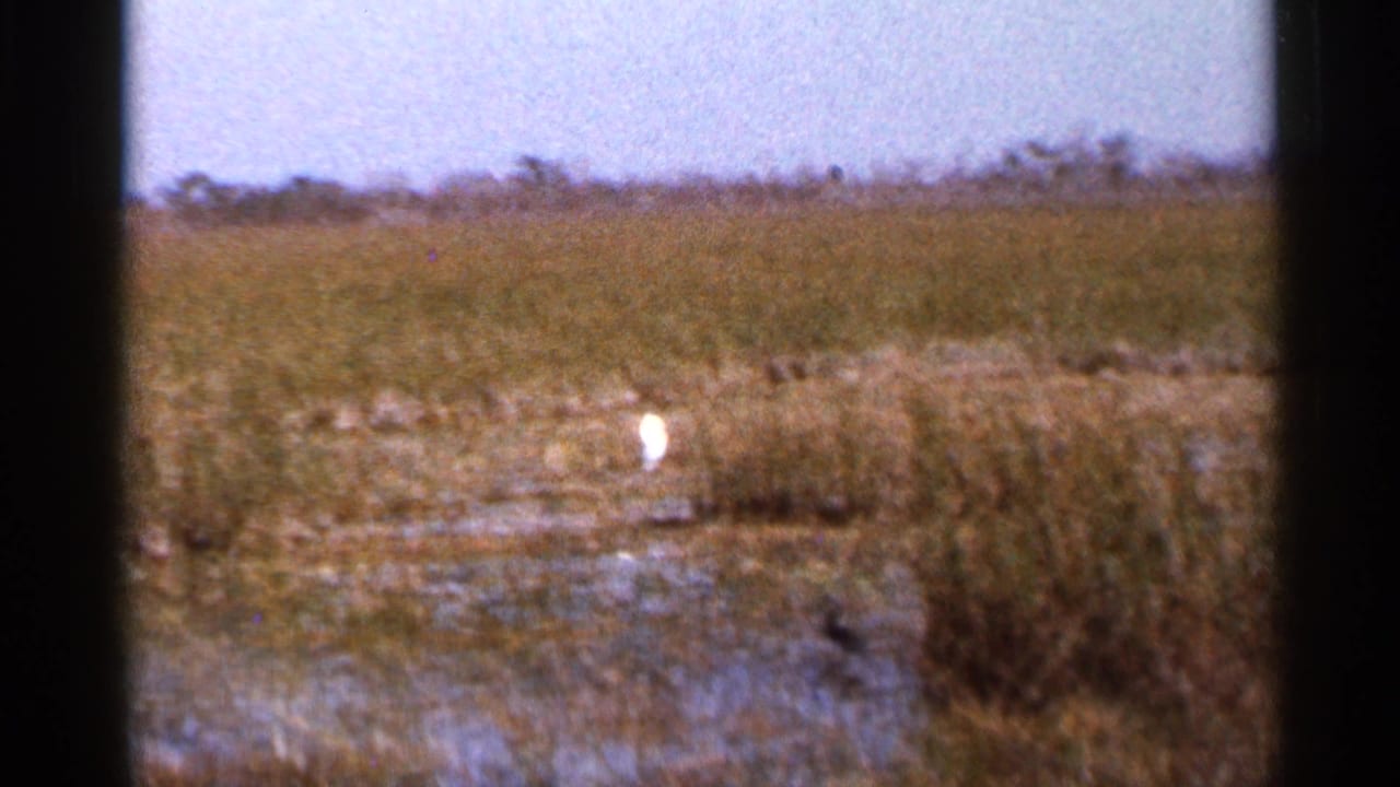 1966 Florida wetland view with a white bird near center, soft focus, marsh grasses, shallow water, and faded 8mm color.