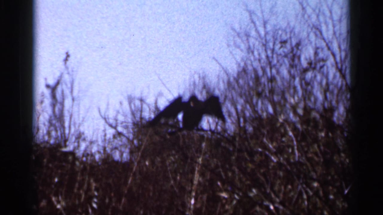 1966 Florida 8mm frame showing a dark bird silhouette perched in leafless brush against a pale sky.