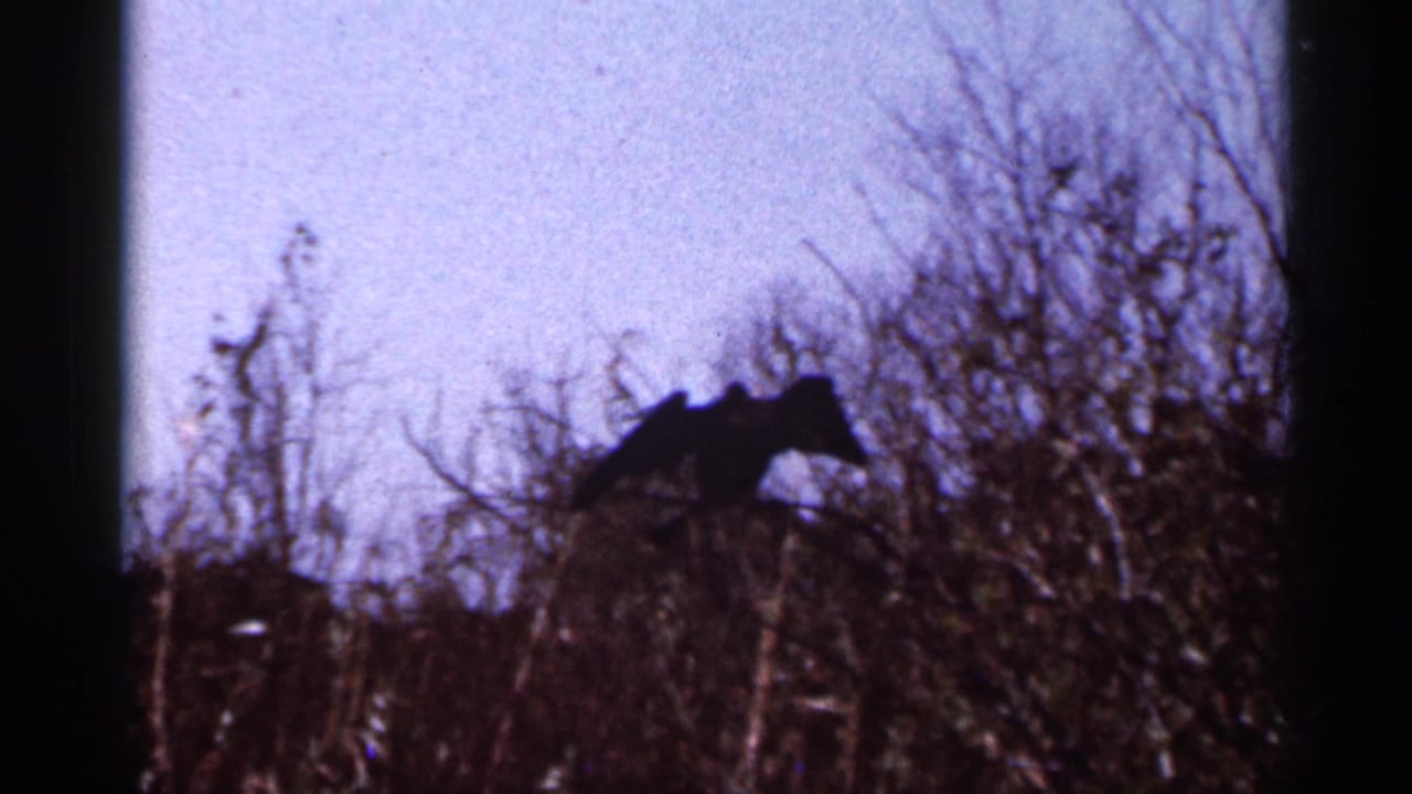 A dark bird silhouette, possibly a waterbird, perches on scrubby branches in the 1966 Florida home-movie footage.
