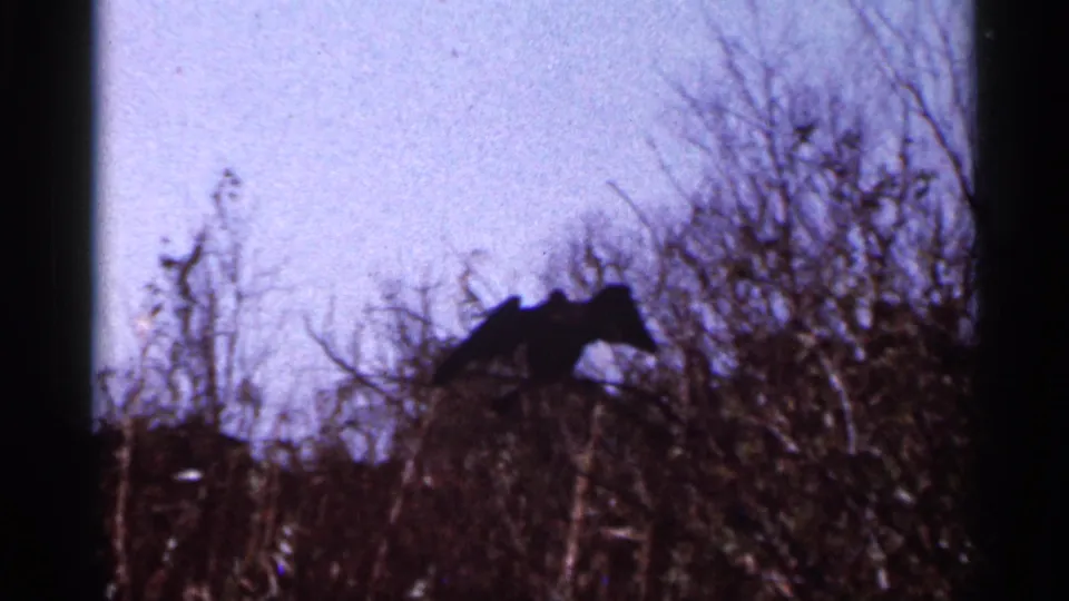 A dark bird silhouette, possibly a waterbird, perches on scrubby branches in the 1966 Florida home-movie footage.