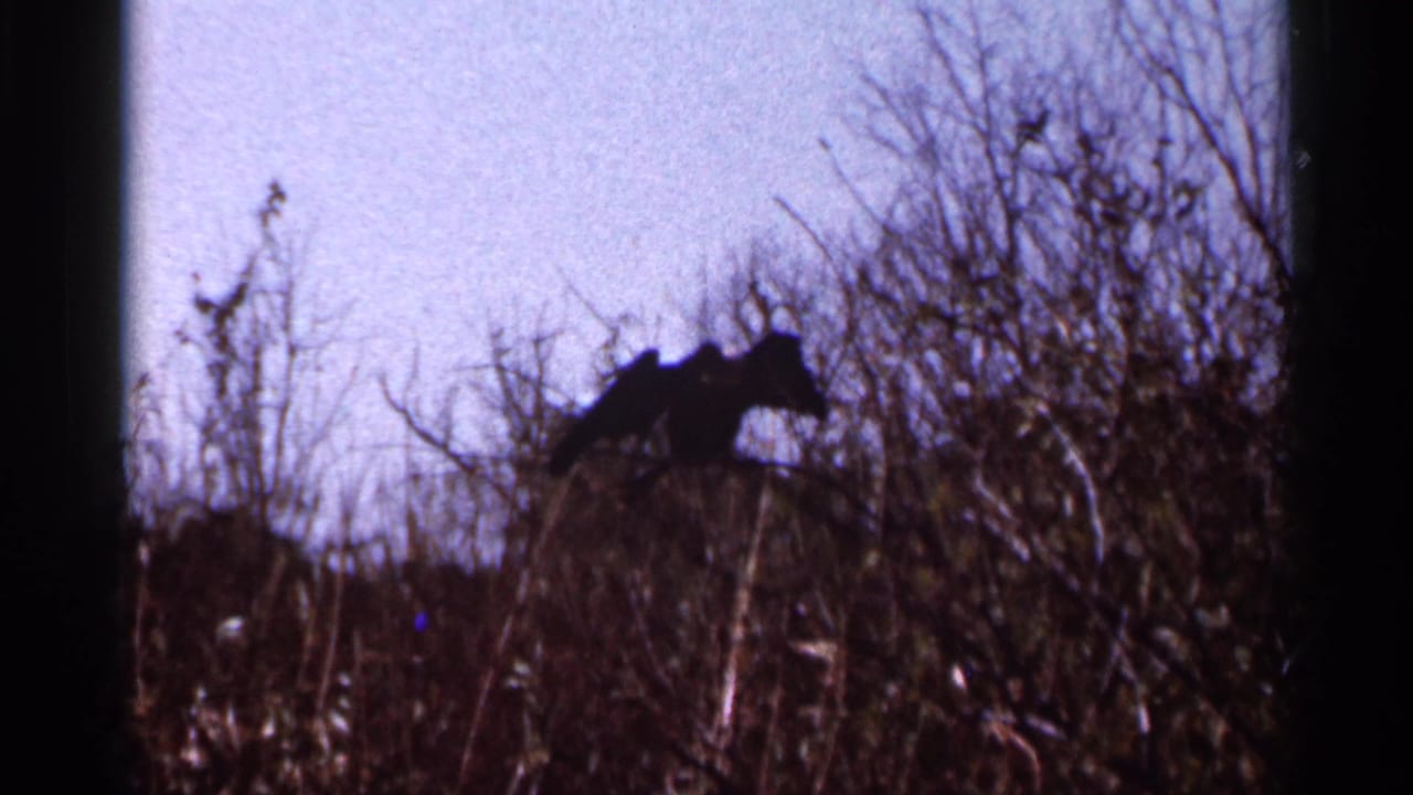 1966 Florida 8mm frame showing a large bird-like silhouette perched or moving above bare branches under a pale sky.