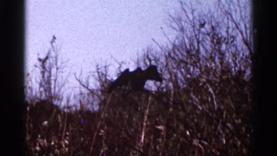 1966 Florida 8mm frame showing a large bird-like silhouette perched or moving above bare branches under a pale sky.