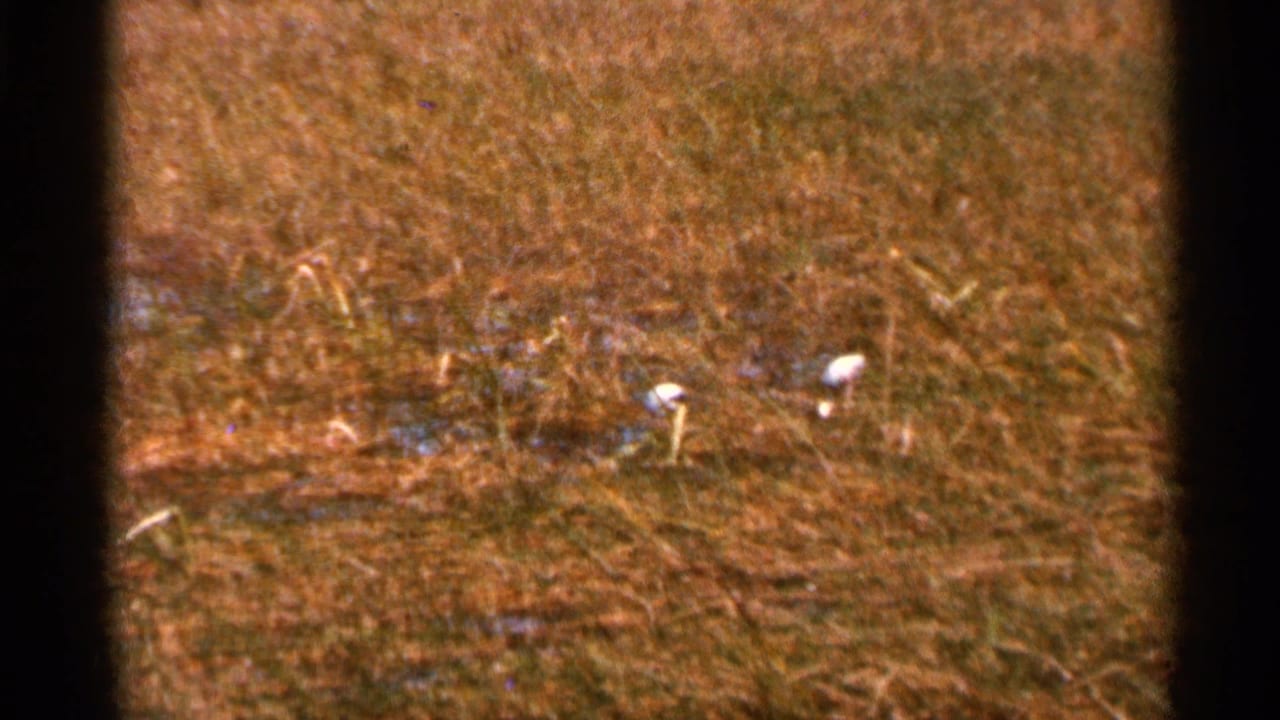 1966 Florida 8mm frame with two white birds standing in a sunlit grassy field near damp or muddy patches.