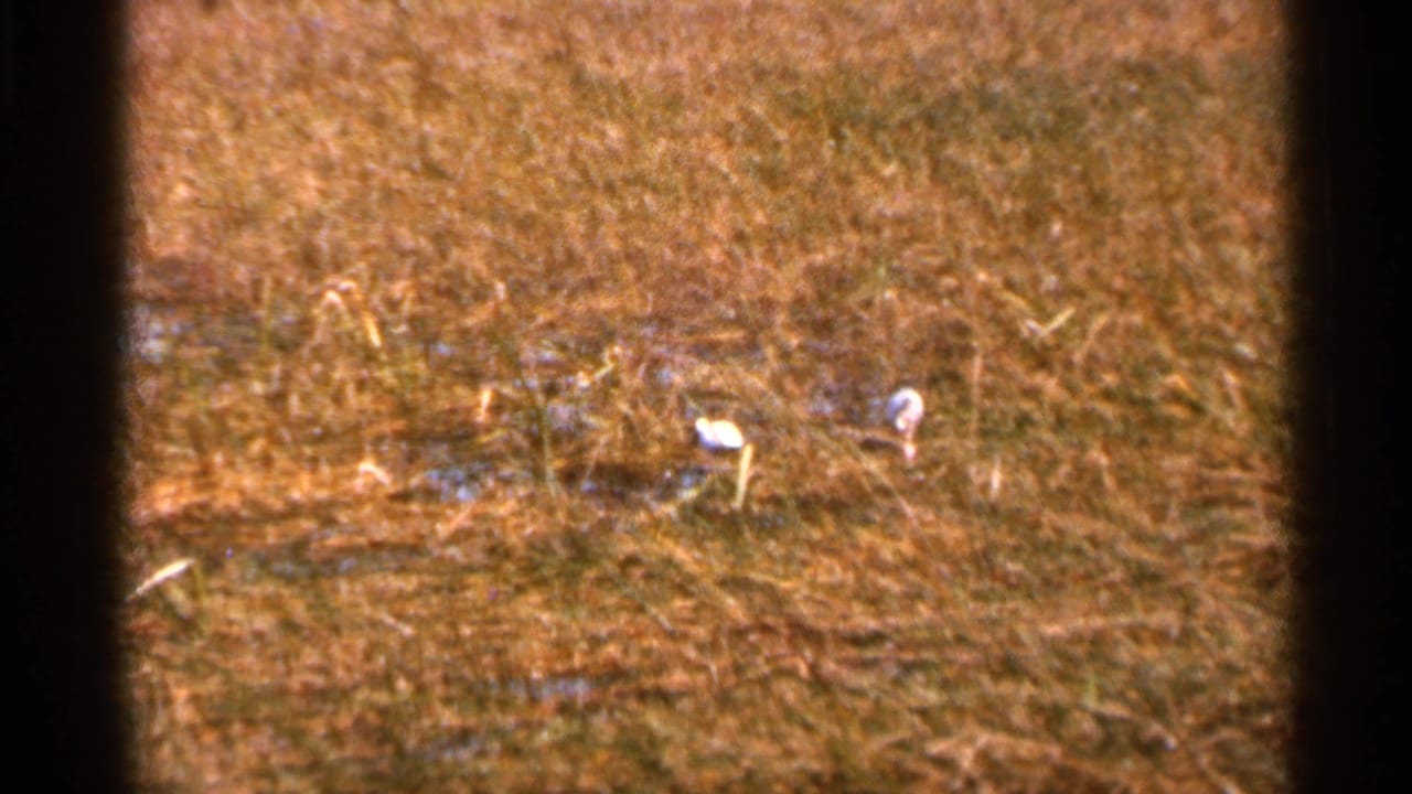 1966 Florida home-movie frame showing small white birds scattered in a dry field with possible shallow water or mud nearby.