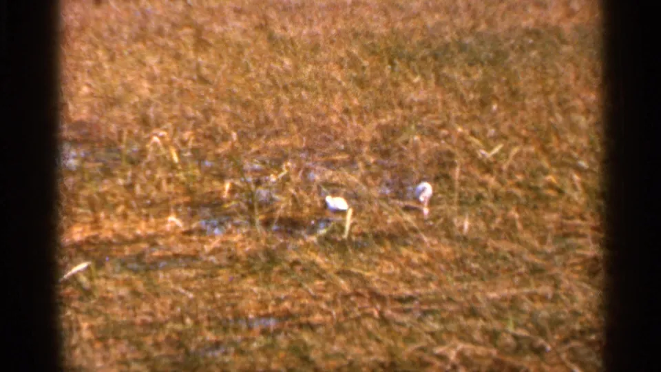 1966 Florida home-movie frame showing small white birds scattered in a dry field with possible shallow water or mud nearby.
