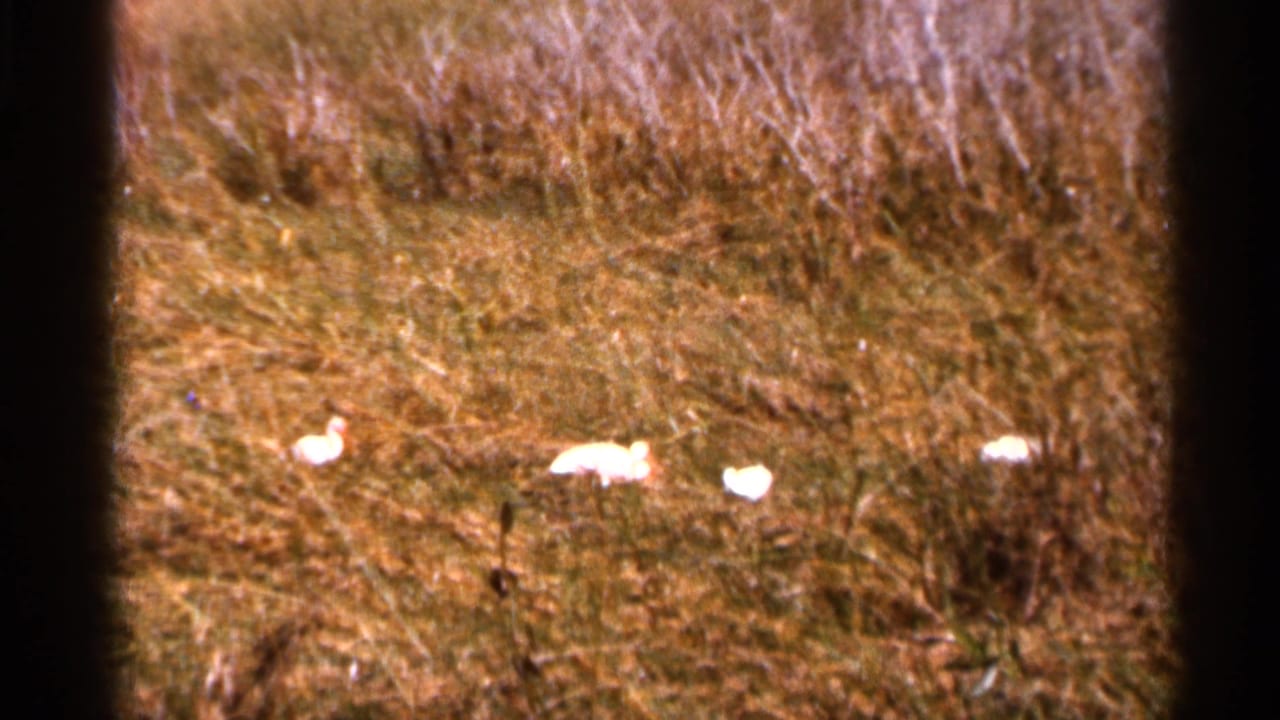 1966 Florida 8mm frame showing several white birds low in tall dry grass, filmed from a distant handheld viewpoint.