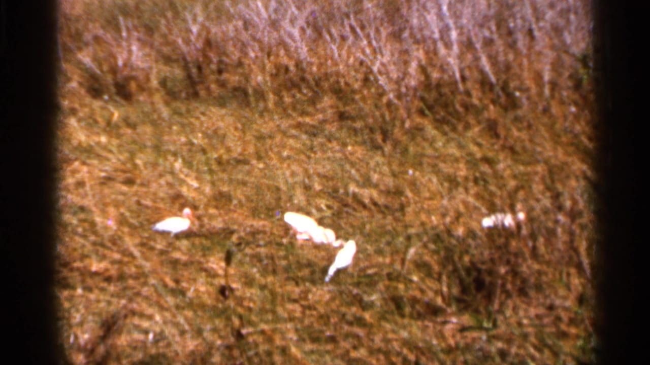 White birds moving through brown grass and low marsh vegetation.