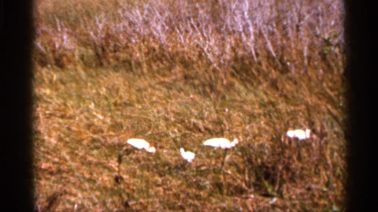 White birds are scattered in dry Florida marsh grass, filmed from a distant home-movie viewpoint.