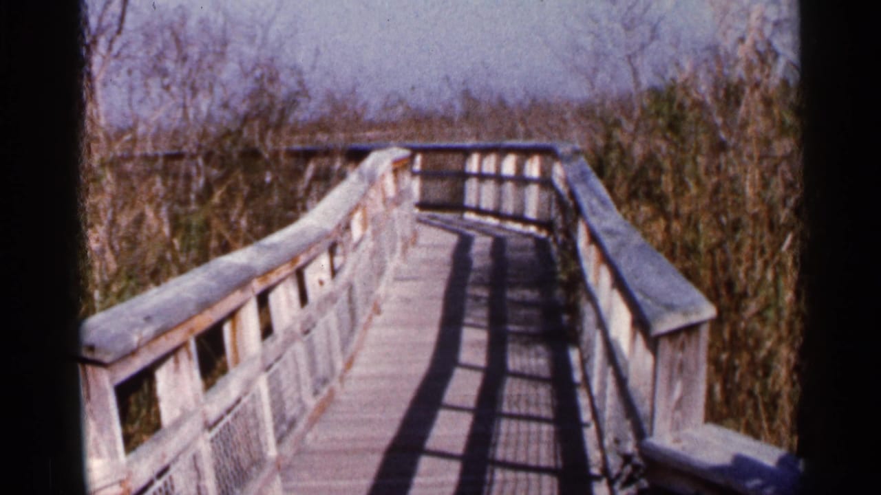 The boardwalk continues through marsh vegetation, with railing shadows falling across the planks.