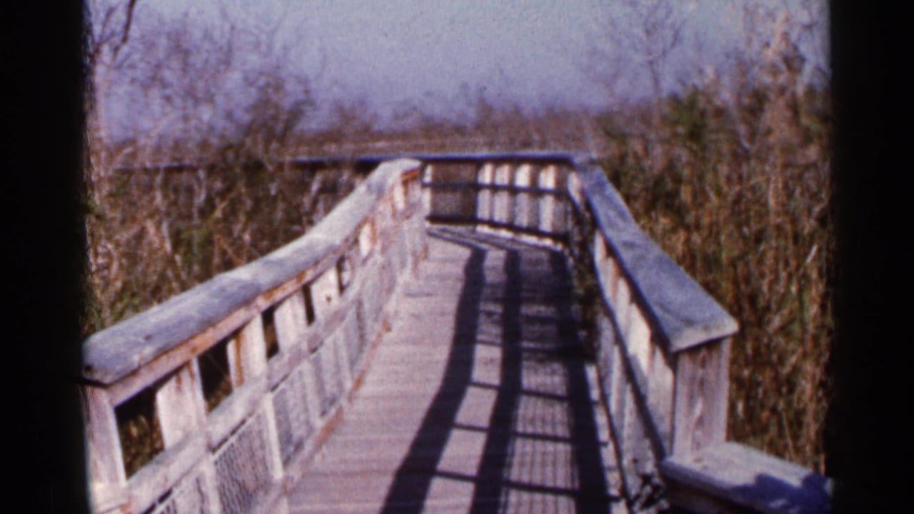 Wooden boardwalk crossing a marsh with reeds and bare branches around it.