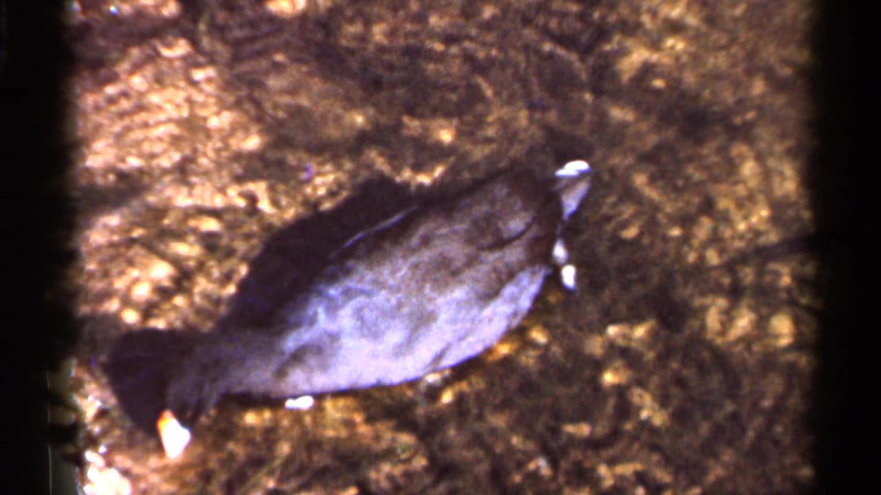 1966 Florida 8mm frame showing a dark water bird on textured ground, likely within the same zoo or wildlife visit context.