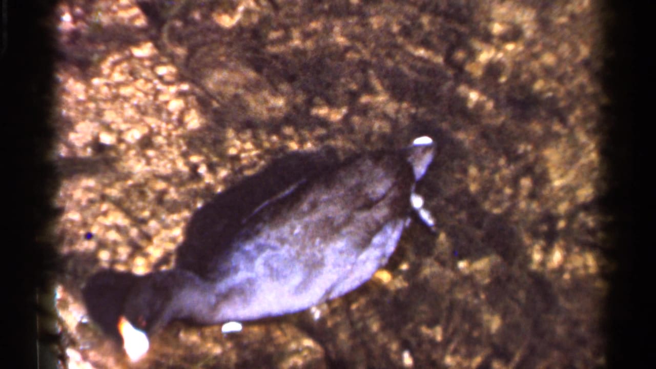 Side view of a dark-feathered bird near water in 1966 Florida 8mm home-movie footage, with warm grain and soft focus.