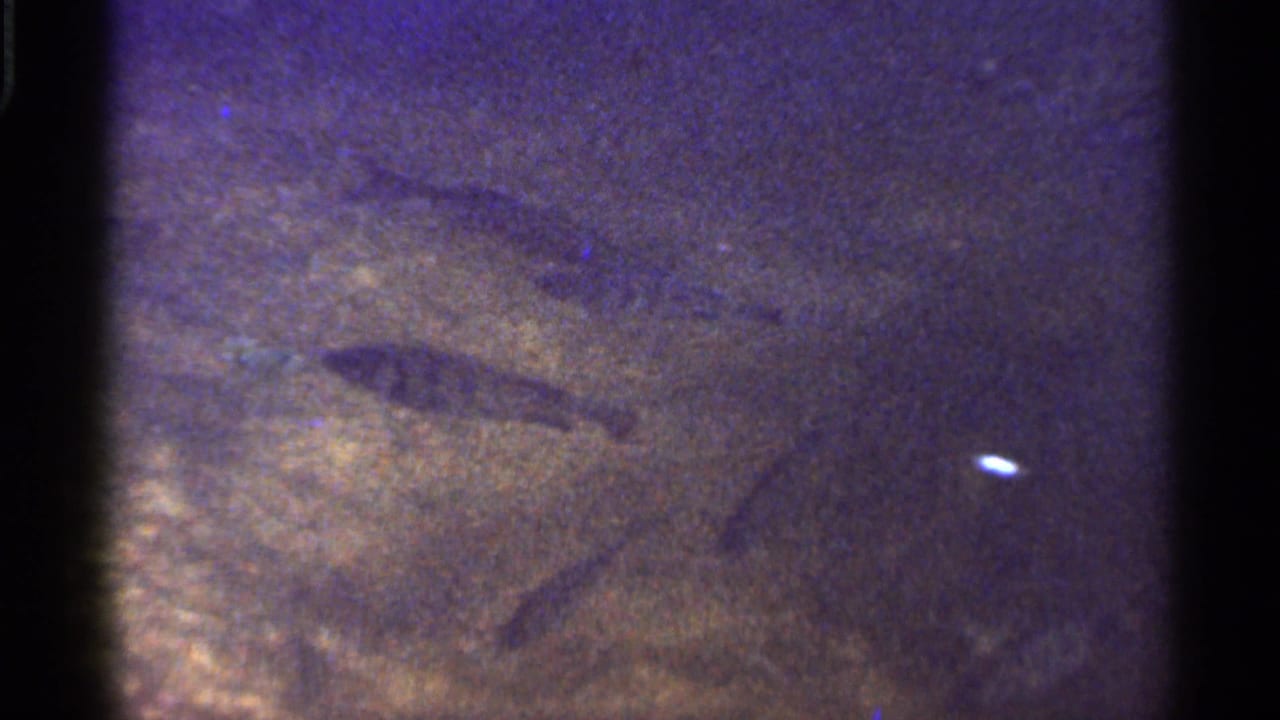 Fish glide through murky underwater footage, with soft grain and color shift from the 8mm Florida reel.