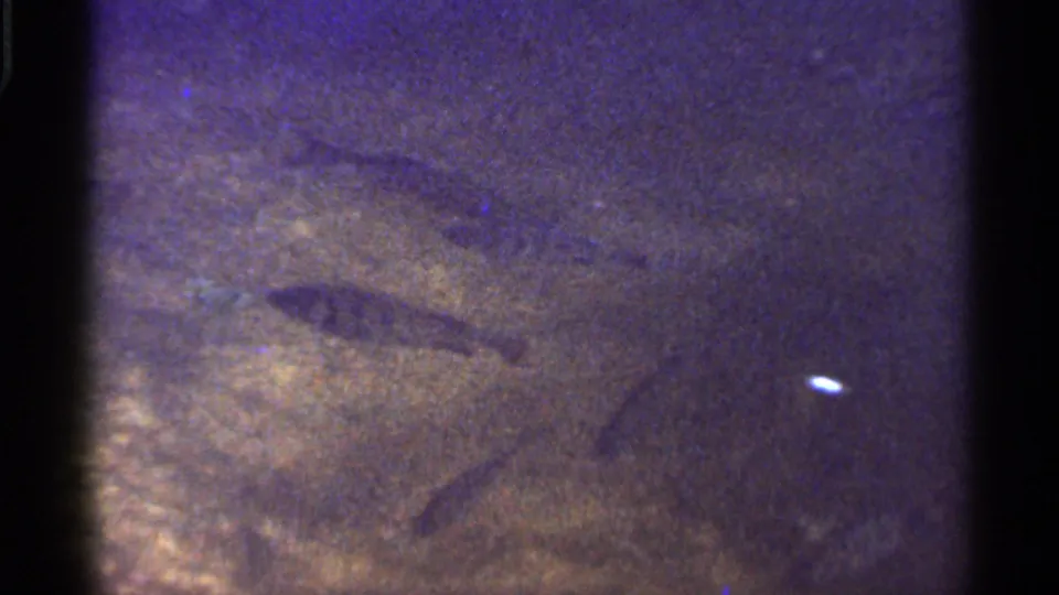 Fish glide through murky underwater footage, with soft grain and color shift from the 8mm Florida reel.
