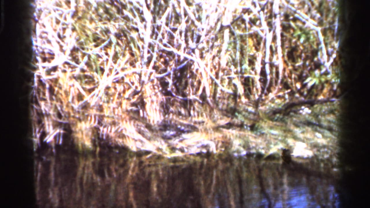 Dense reeds, pale branches, and shoreline vegetation line the edge of a Florida pond in 1966 8mm footage.