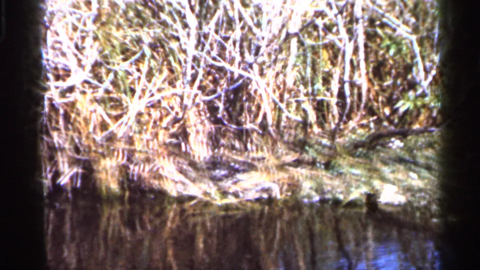 Dense reeds, pale branches, and shoreline vegetation line the edge of a Florida pond in 1966 8mm footage.