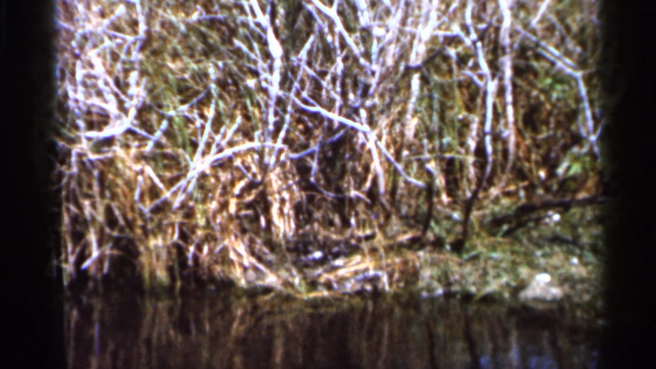 A second shoreline view shows reeds, tangled branches, and dark pond water in vintage Florida home-movie footage.