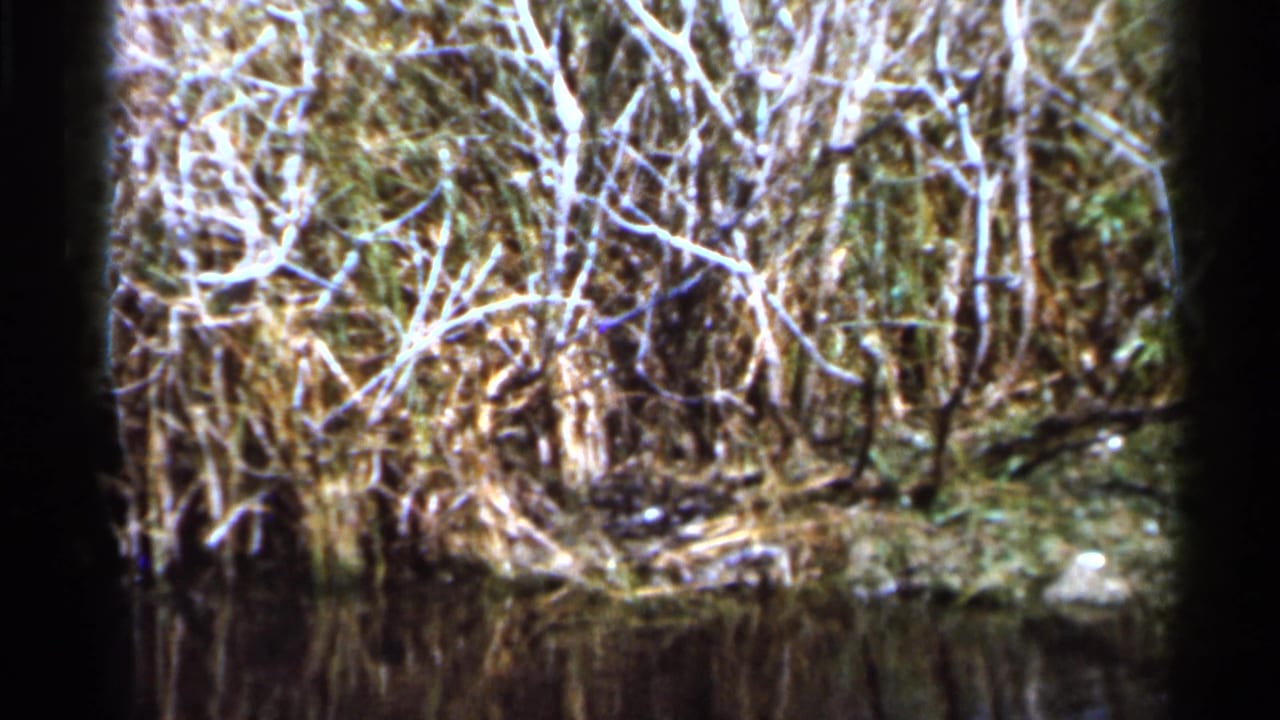 1966 Florida 8mm frame showing tangled overgrowth and bare branches at the edge of shallow marsh water.