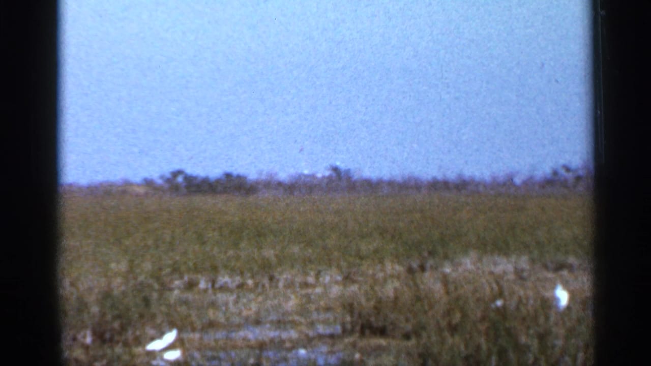 Wide 1966 Florida marsh view with pale sky, low vegetation, shallow water, and white wading birds in the grass.