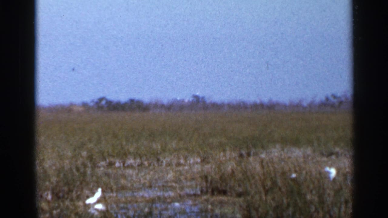 1966 Florida home-movie frame showing white wading birds in shallow wetland water with grasses and a low horizon.