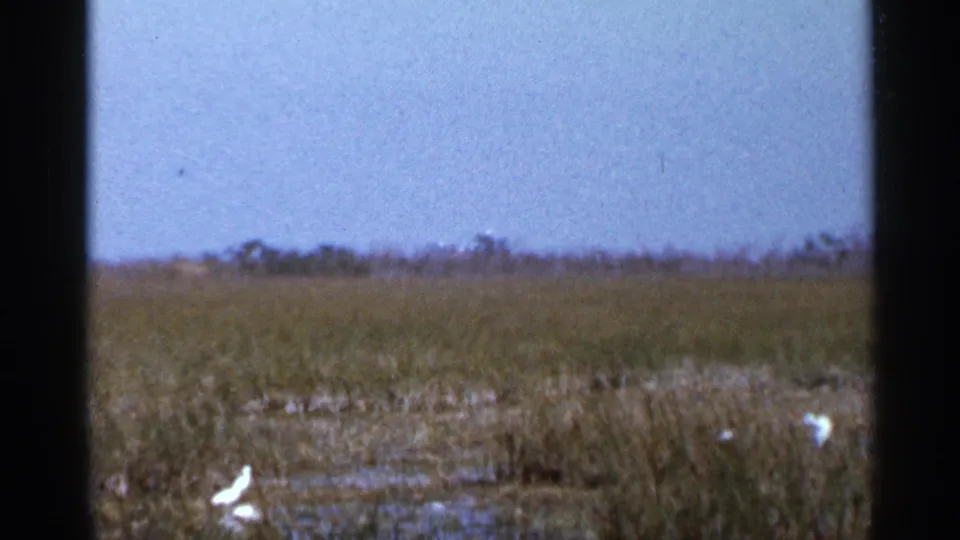 1966 Florida home-movie frame showing white wading birds in shallow wetland water with grasses and a low horizon.
