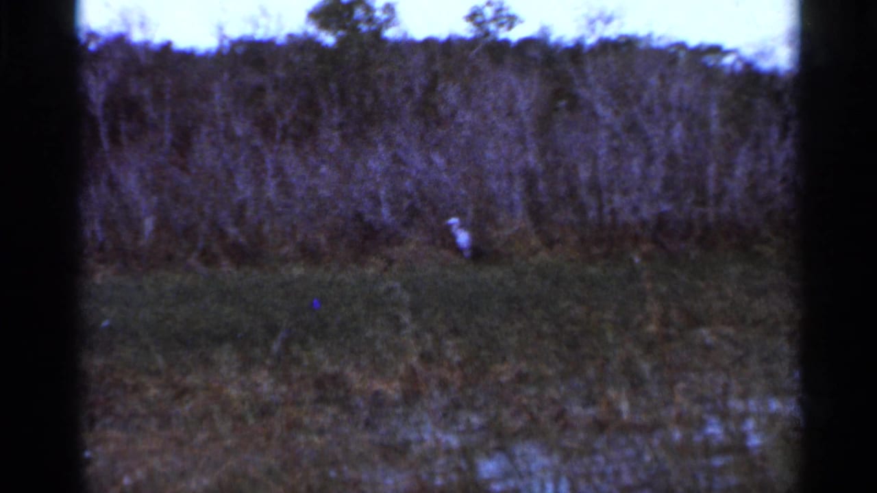 1966 Florida marsh frame with a white wading bird near dark brush, grass, and shallow reflective water.