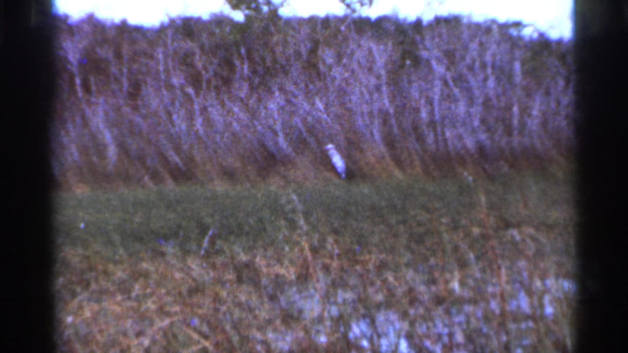 White bird standing in a grassy field near dense brush.