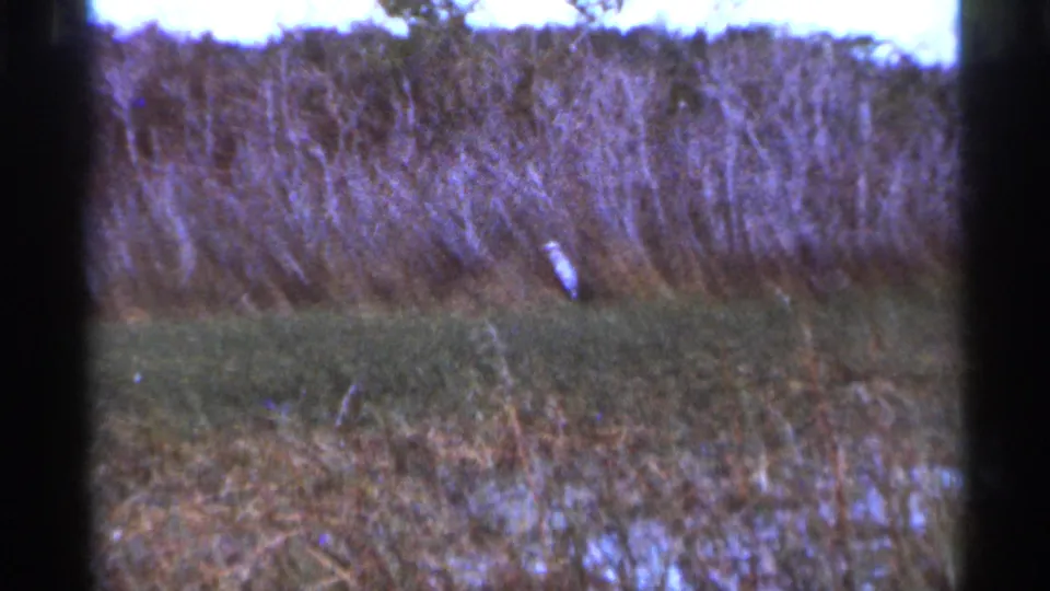 A white wading bird appears in a Florida field near a brush thicket in soft 1966 8mm footage.