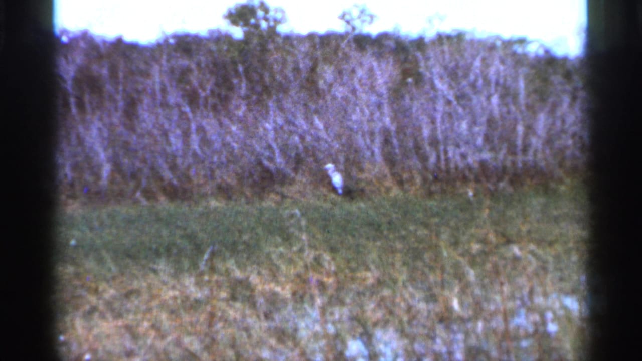The bird remains near the brush line, with wet grass and soft color typical of 1960s home-movie film.