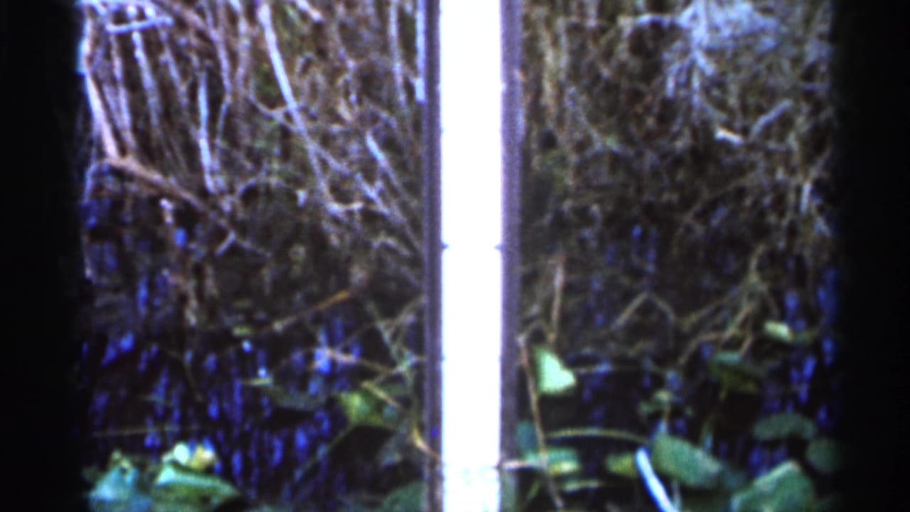 Brush, leafy plants, dark borders, and a bright vertical flare fill the 1966 Florida 8mm frame.