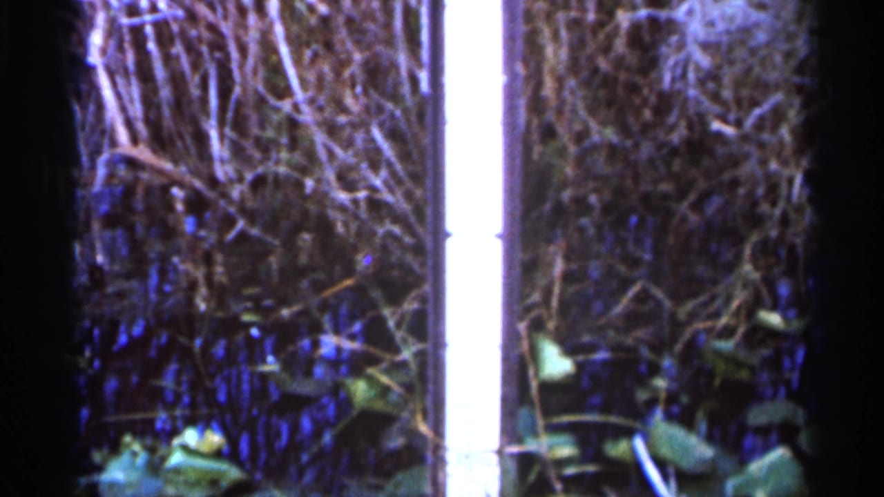 A bright vertical flare cuts through the brush and leaves in the final 8mm frame from the Florida nature scene.