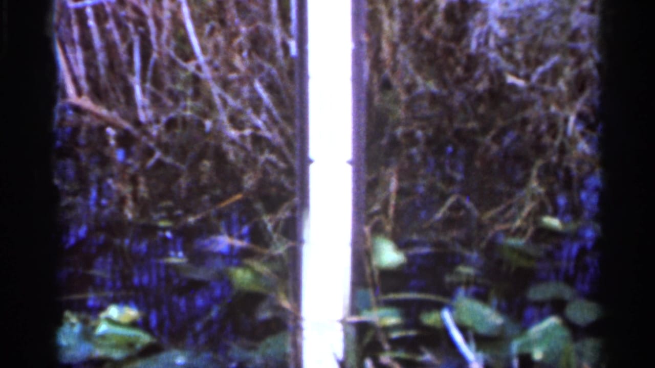 Dim wetland vegetation with lily pads and dark film-frame edges.