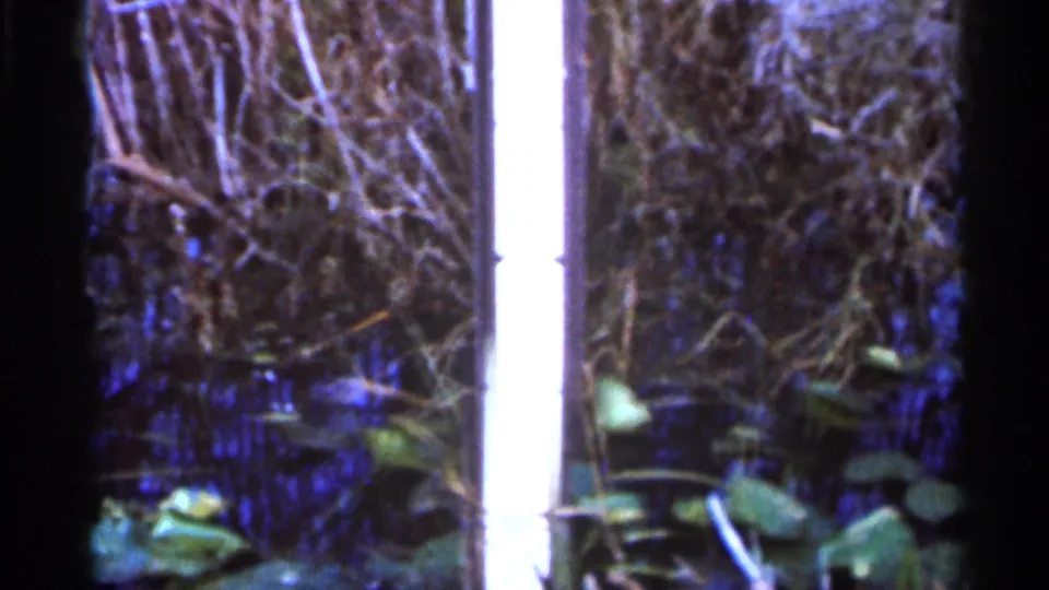 1966 Florida 8mm frame showing dense wetland plants, lily pads, shadowed water, and visible film gate edges.