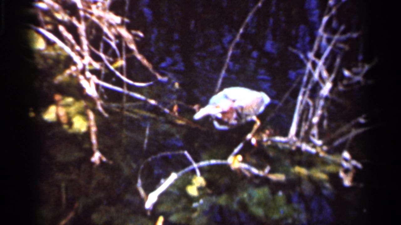 A pale heron-like bird perches on a branch in a shadowed Florida wetland, surrounded by reeds and bare twigs.