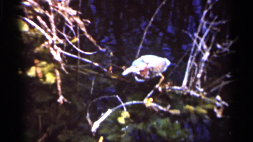 A pale heron-like bird perches on a branch in a shadowed Florida wetland, surrounded by reeds and bare twigs.