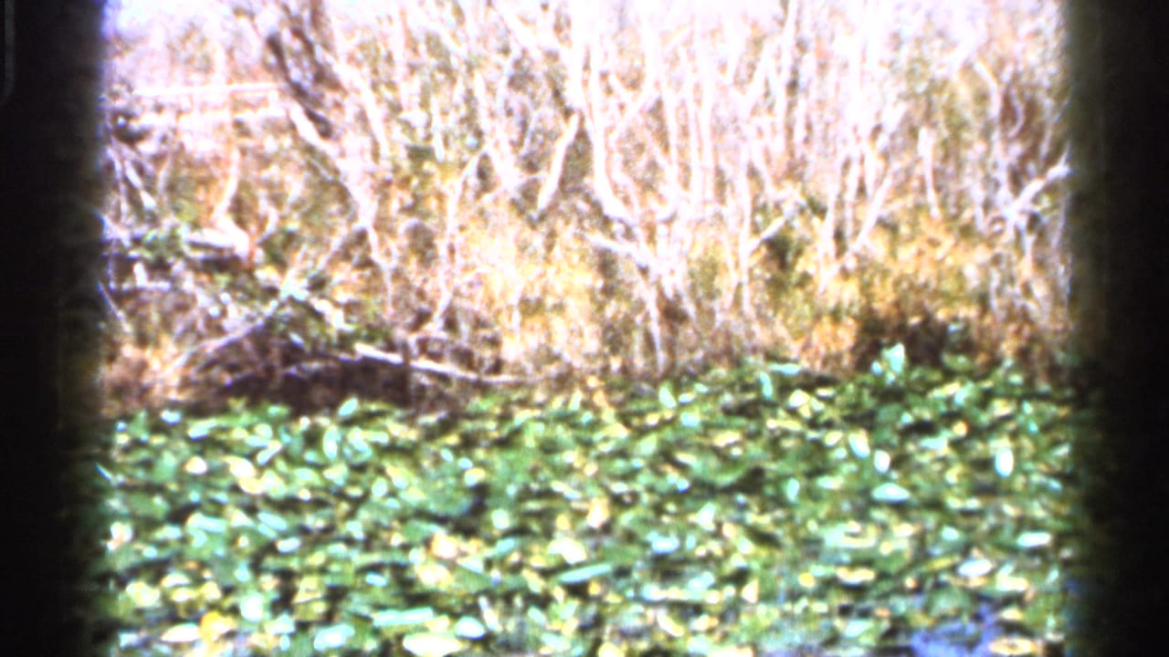 Florida wetland vegetation appears in a bright 1966 8mm frame, with lily pads below pale reeds and leafless shrubs.