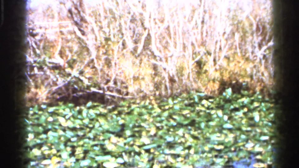 Florida wetland vegetation appears in a bright 1966 8mm frame, with lily pads below pale reeds and leafless shrubs.