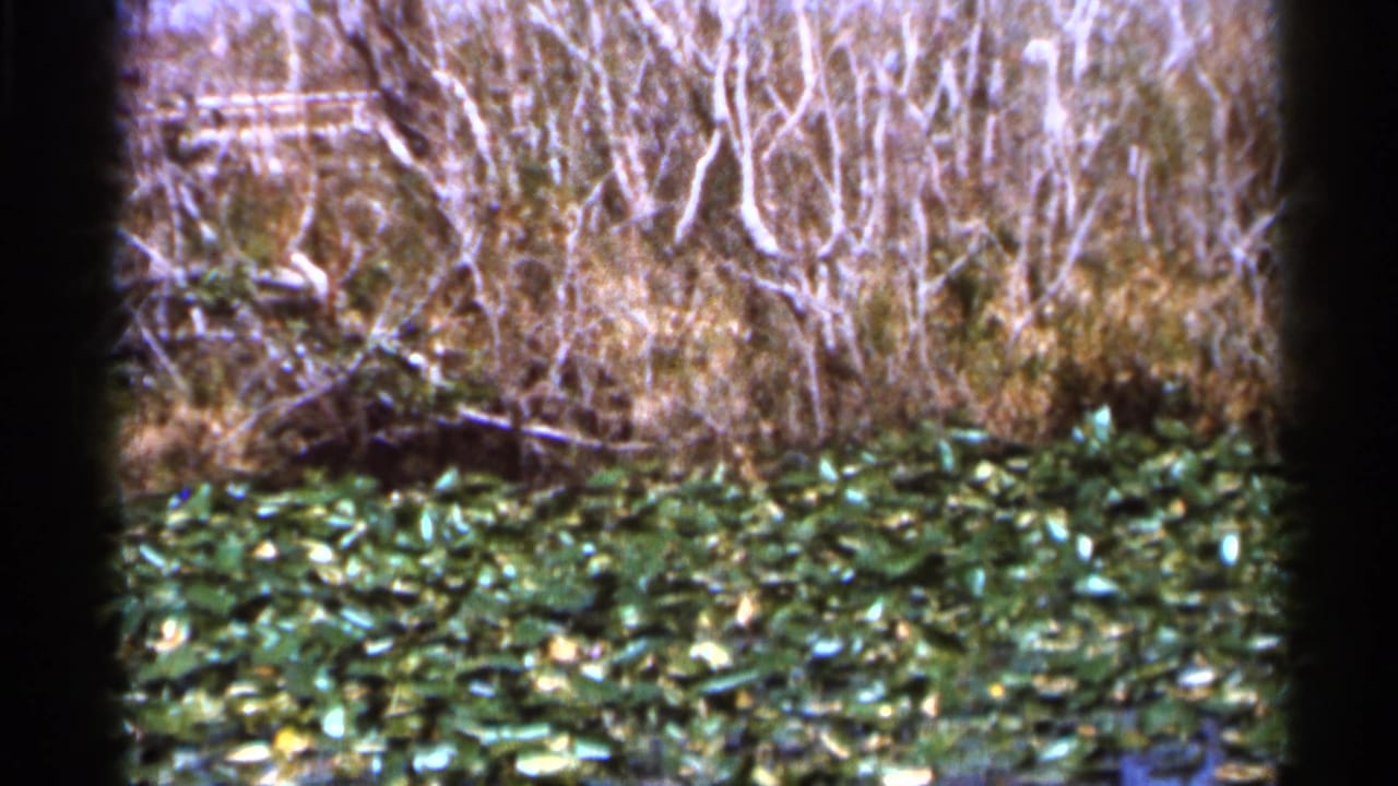 A 1966 Florida wetland frame shows tangled shrubs and reeds rising above lily pads in soft, grainy 8mm color.